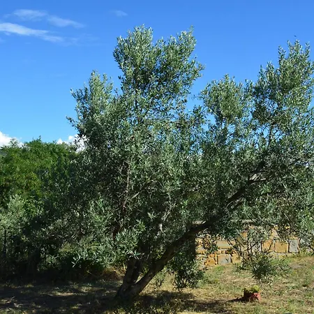 Tramonti Sull'adriatico *